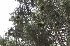 Araucaria excelsa